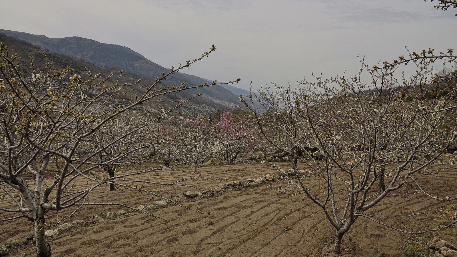 Cerezos empezando a florecer en las terrazas del Valle del Jerte, con la sierra al fondo