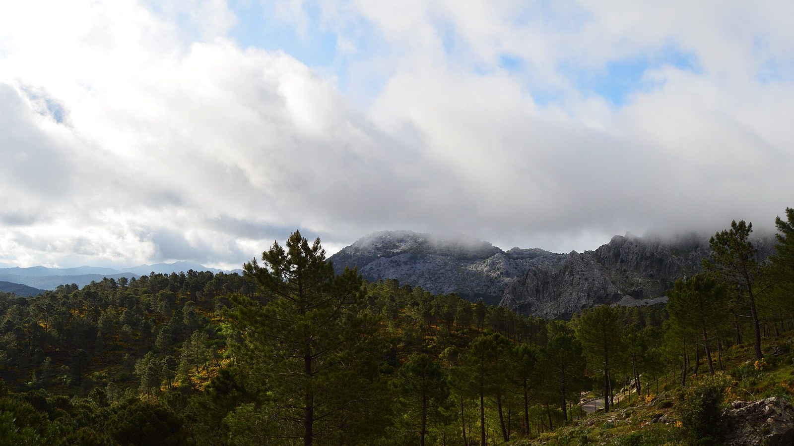 Pinares y la muralla caliza de la Sierra de Grazalema bajo un cielo de nubes