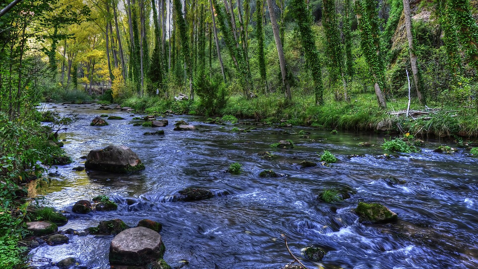 El río Tajo entre bosque de ribera en el Parque Natural del Alto Tajo