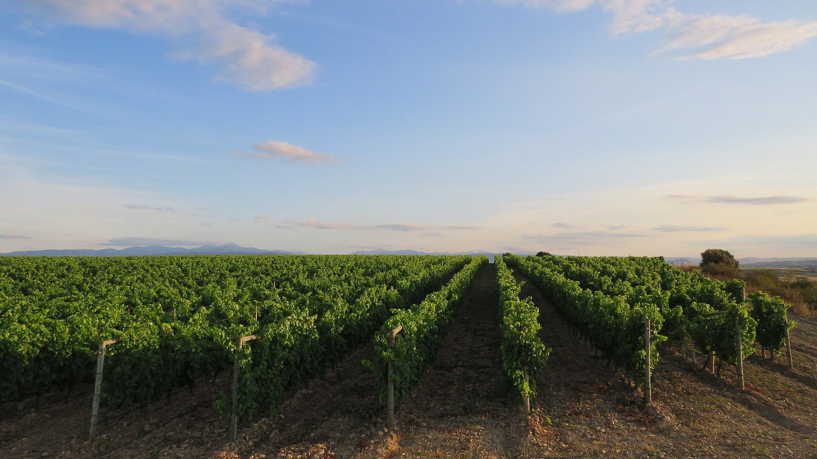 Hileras de viña al amanecer en Rodezno, en la Rioja Alta