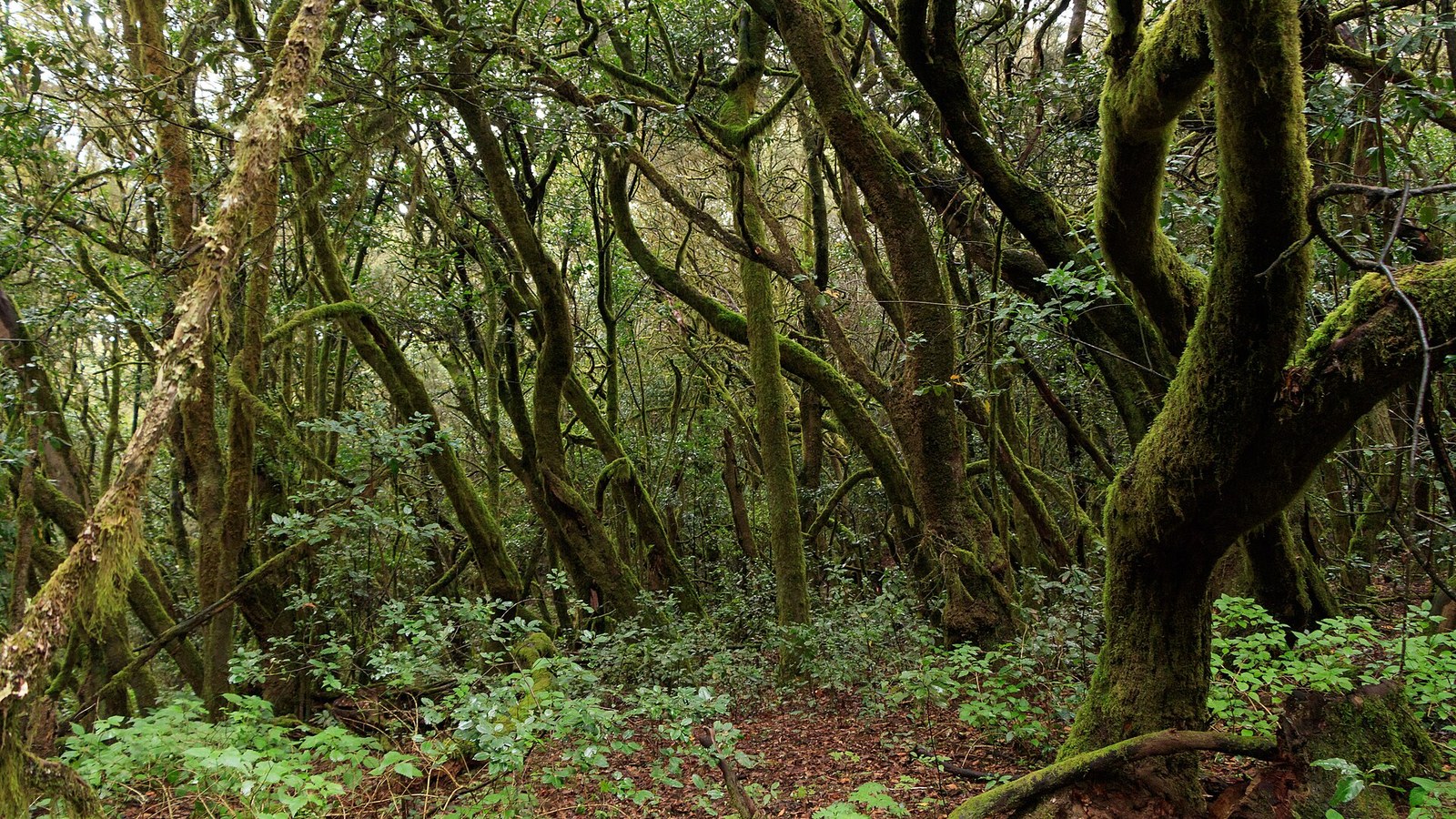 Laurisilva cubierta de musgo en el Parque Nacional de Garajonay, en La Gomera